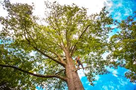 Best Tree and Shrub Care  in Pottsgrove, PA