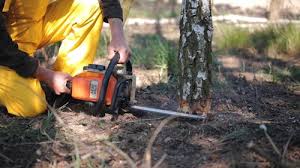 Best Tree Disease Treatment  in Pottsgrove, PA