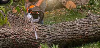 Best Fruit Tree Pruning  in Pottsgrove, PA