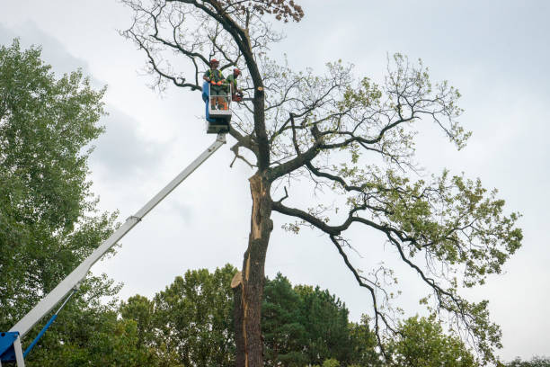 Best Firewood Processing and Delivery  in Pottsgrove, PA