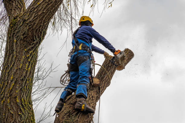 Best Hazardous Tree Removal  in Pottsgrove, PA