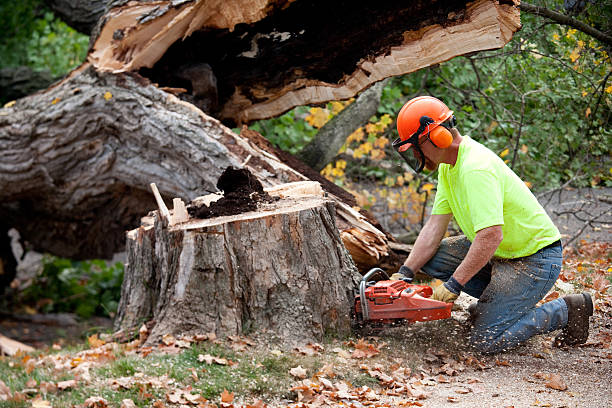 Best Lawn Renovation and Restoration  in Pottsgrove, PA