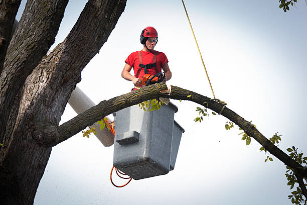 Leaf Removal Services