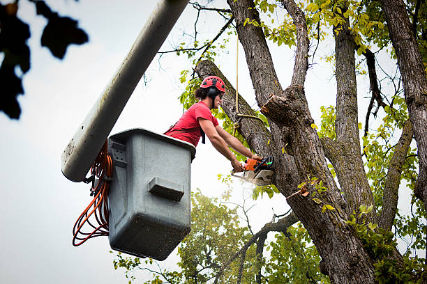 Best Arborist Consultation Services  in Pottsgrove, PA