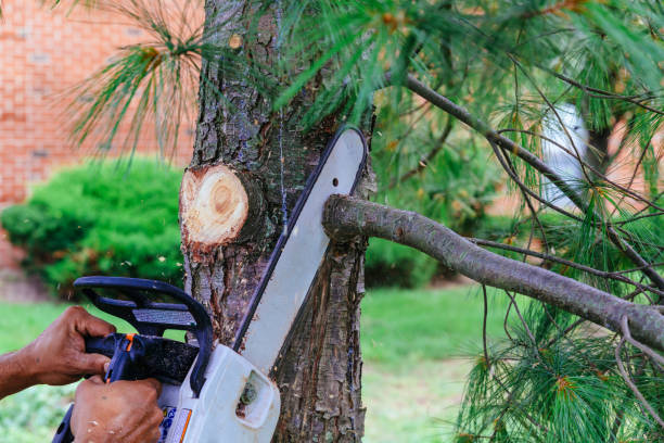 Best Tree Removal Service  in Pottsgrove, PA